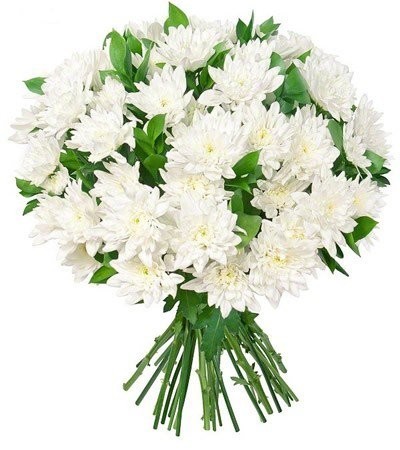Букет из 51 белой хризантемы - Фото 1