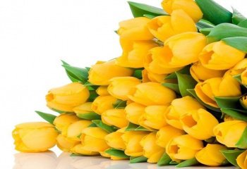 фото желтых тюльпанов