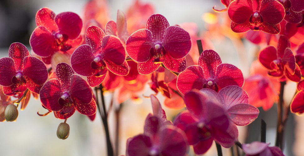 легенды о цветах орхидеи