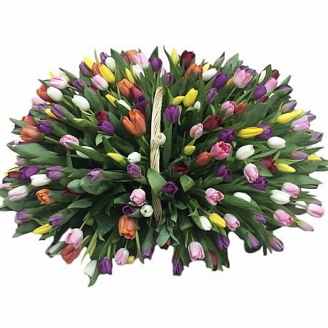 201 разноцветный тюльпан - Фото 1