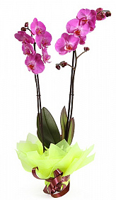 Орхидея Фаленопсис 2 ствола