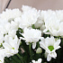 Букет белых хризантем - Фото 2