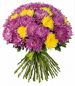 51 фиолетовая и желтая крупная хризантема
