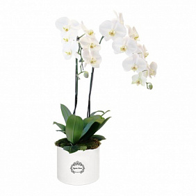 Орхидея Фаленопсис в белой шляпной коробке