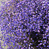 Букет фиолетовой гипсофилы - Фото 2