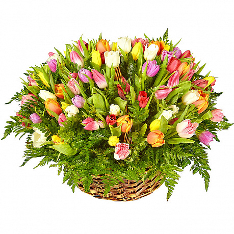 101 тюльпан в корзине с папоротником - Фото 1