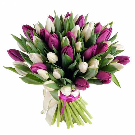 51 белый и фиолетовый тюльпаны - Фото 1