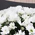 Букет 15 кустовых хризантем - Фото 2