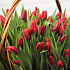 301 красный тюльпан в корзине - Фото 4