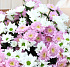 Букет из 19 кустовых хризантем - Фото 3