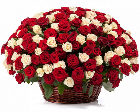 301 красно-белая роза в корзине - Фото 1