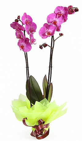 Орхидея Фаленопсис 2 ствола - Фото 1