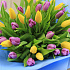 51 жёлто-фиолетовый тюльпан - Фото 2