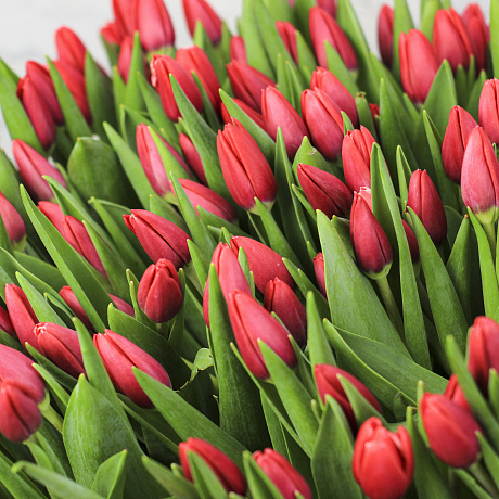 301 красный тюльпан в корзине - Фото 3