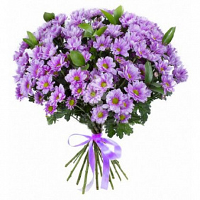 Фиолетовые хризантемы "Вельвет"