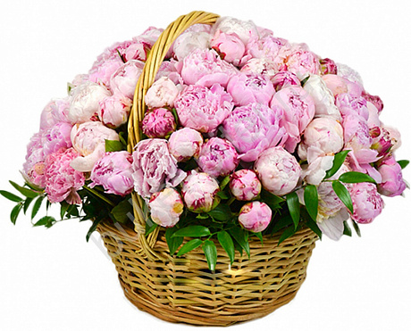 75 розовых пионов в корзине - Фото 1