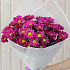 11 бордовых кустовых хризантем - Фото 2