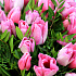 35 розовых тюльпанов с декоративной зеленью - Фото 2