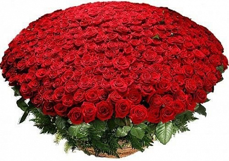501 красная роза - Фото 1