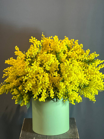 Мимозы в шляпной коробке - Фото 1